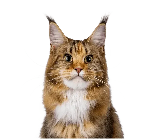 Maine coon