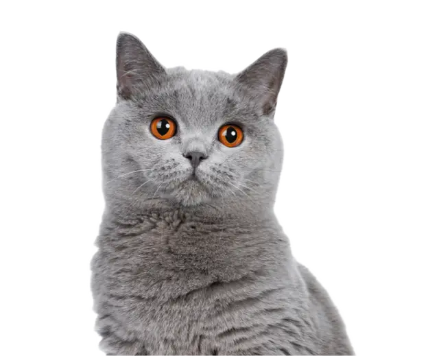 kot brytyjski krótkowłosy