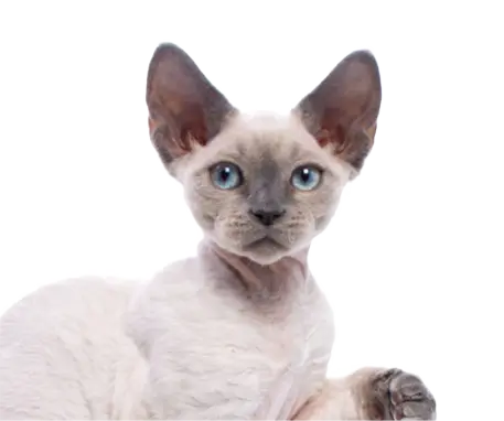 kot devon rex