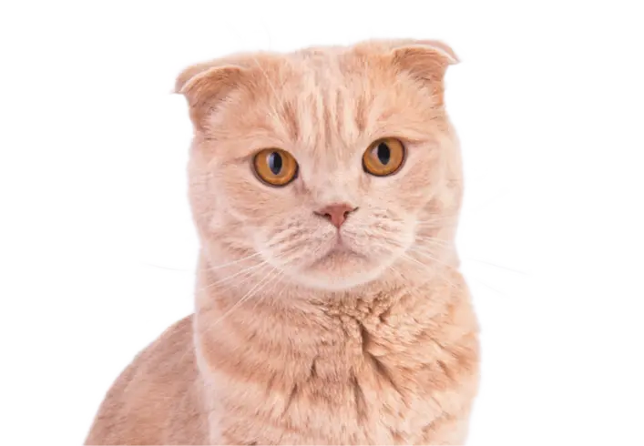 kot szkocki zwisłouchy