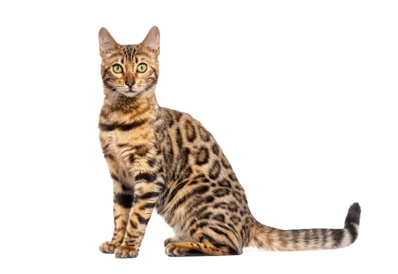 kot bengalski