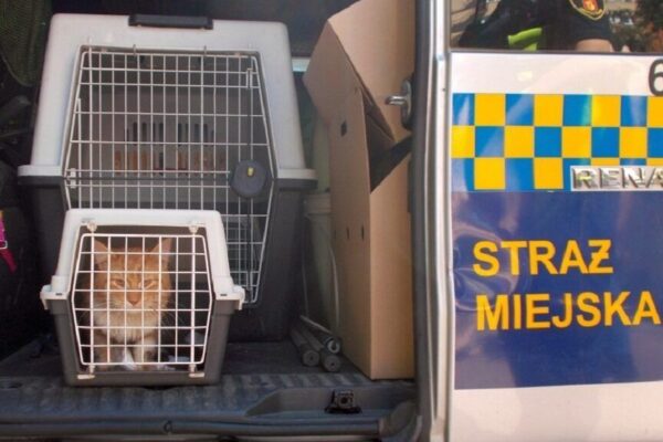 kot uwięziony w rurze