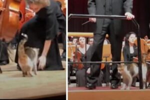 kot zakłócił koncert