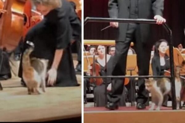 kot zakłócił koncert