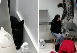 kotka z lotniska wciąż zaginiona