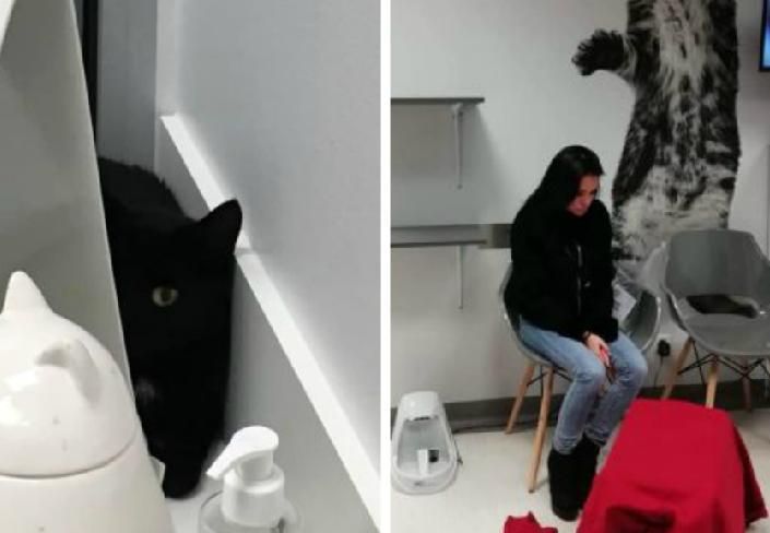 kotka z lotniska wciąż zaginiona