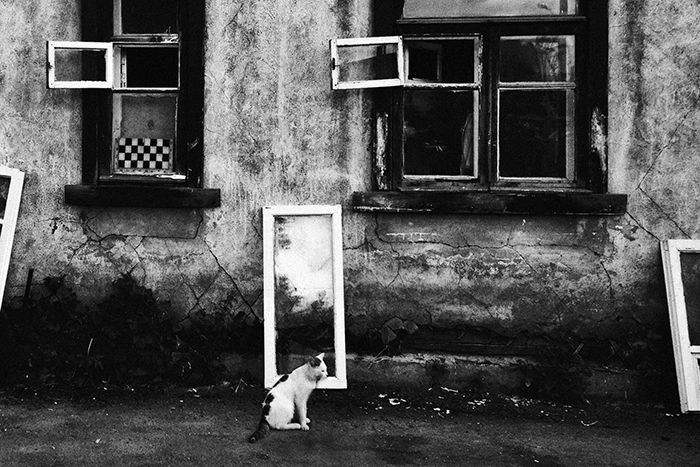 życie kotów w kazachstanie