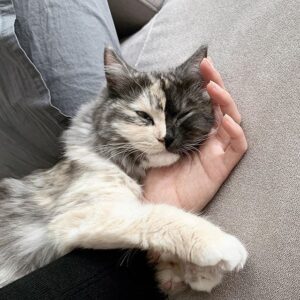 dwukolorowy pyszczek