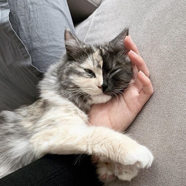 dwukolorowy pyszczek