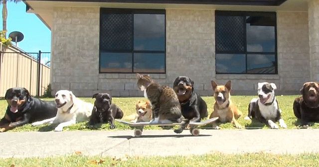 Didga kot na deskorolce i psy