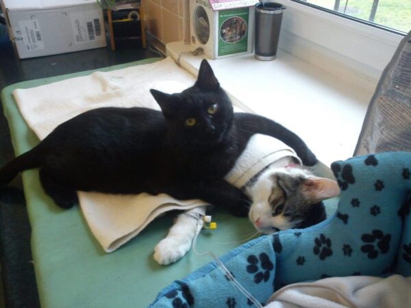 Rademenes, kot-pielęgniarz z bydgoskiego Schroniska dla Zwierząt