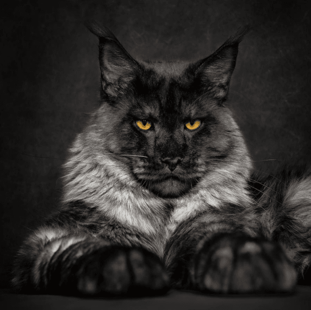 maine coon