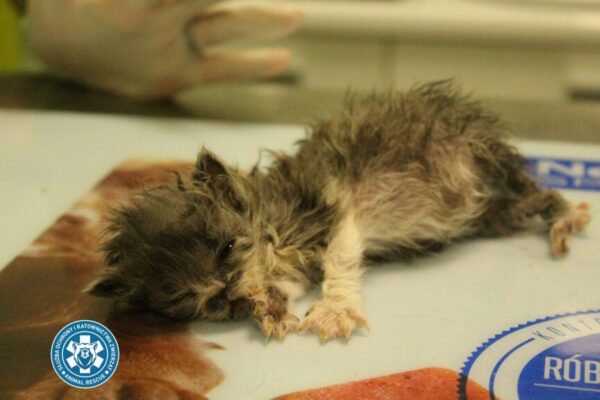 pseudohodowla persów