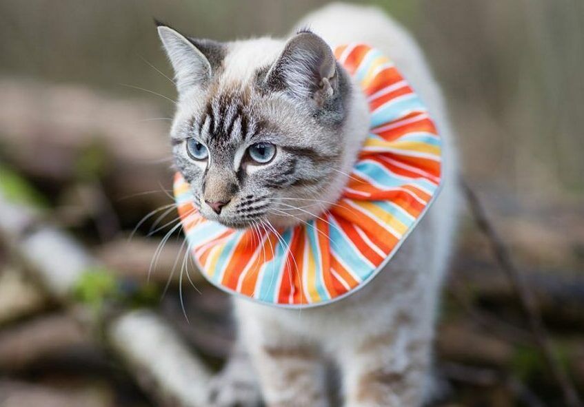 kolorowa kryza dla kota