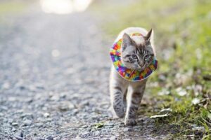 kolorowa kryza dla kota