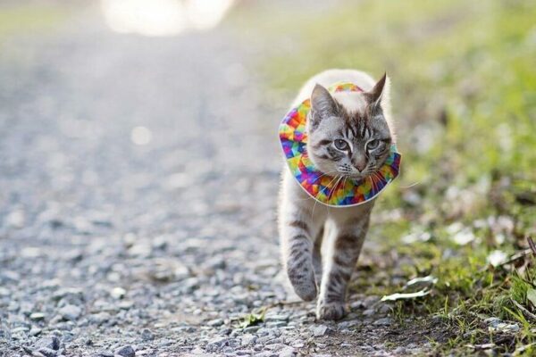 kolorowa kryza dla kota