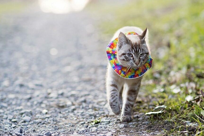 kolorowa kryza dla kota