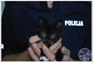 czarny kociak na rękach policjanta