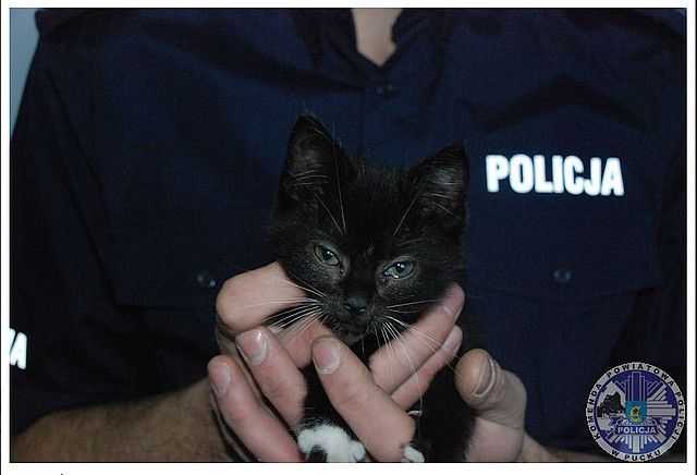 czarny kociak na rękach policjanta