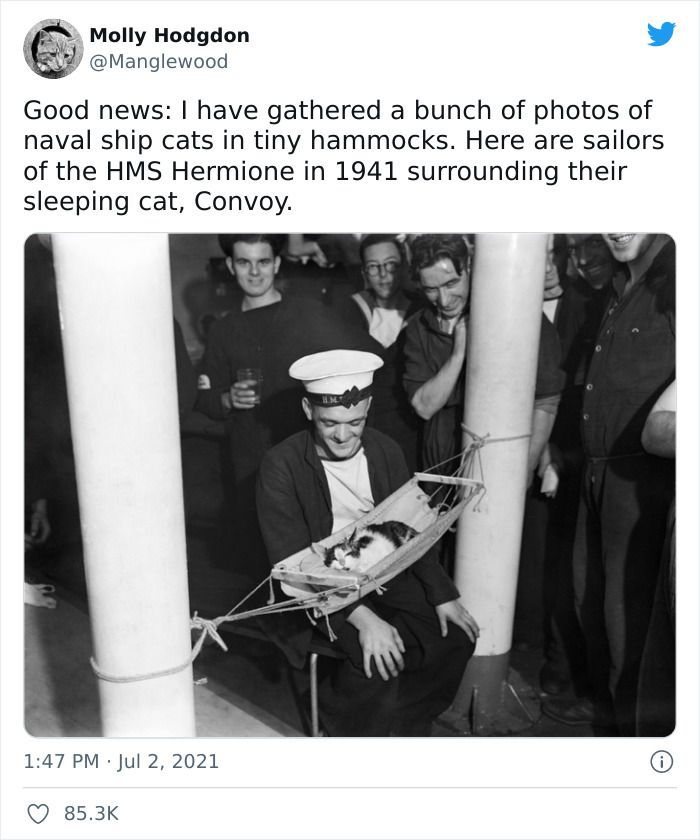Twitter User Shared 14 Historical Photos Of Cats Chilling In Their Tiny Hammocks Aboard Naval Ships