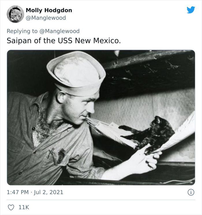Twitter User Shared 14 Historical Photos Of Cats Chilling In Their Tiny Hammocks Aboard Naval Ships