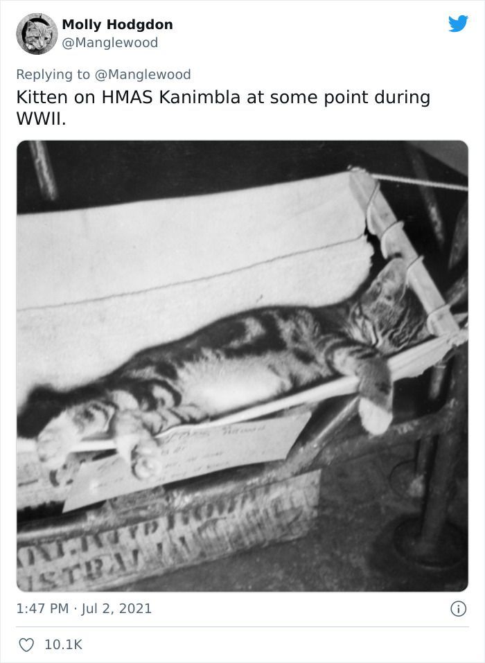 Twitter User Shared 14 Historical Photos Of Cats Chilling In Their Tiny Hammocks Aboard Naval Ships