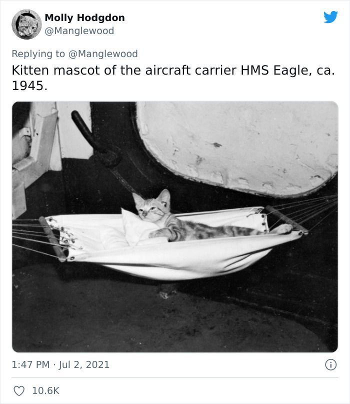 Twitter User Shared 14 Historical Photos Of Cats Chilling In Their Tiny Hammocks Aboard Naval Ships