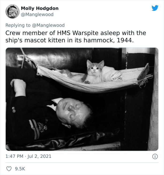 Twitter User Shared 14 Historical Photos Of Cats Chilling In Their Tiny Hammocks Aboard Naval Ships
