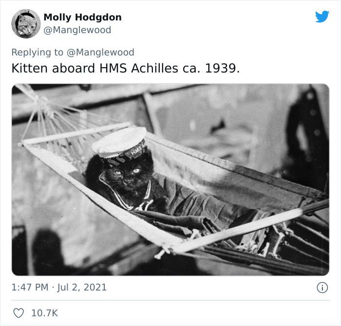 Twitter User Shared 14 Historical Photos Of Cats Chilling In Their Tiny Hammocks Aboard Naval Ships