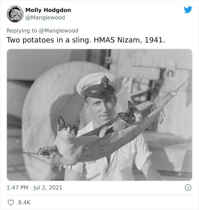 Twitter User Shared 14 Historical Photos Of Cats Chilling In Their Tiny Hammocks Aboard Naval Ships