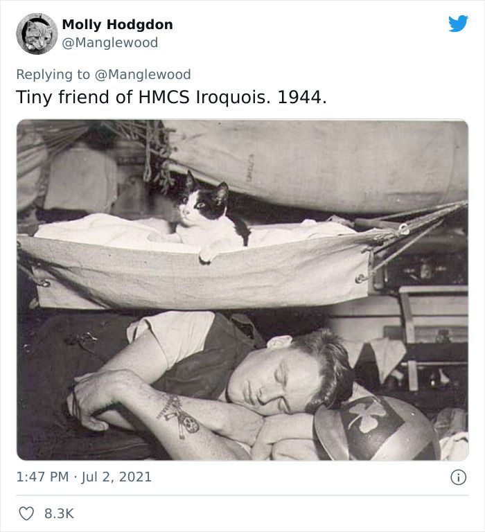 Twitter User Shared 14 Historical Photos Of Cats Chilling In Their Tiny Hammocks Aboard Naval Ships