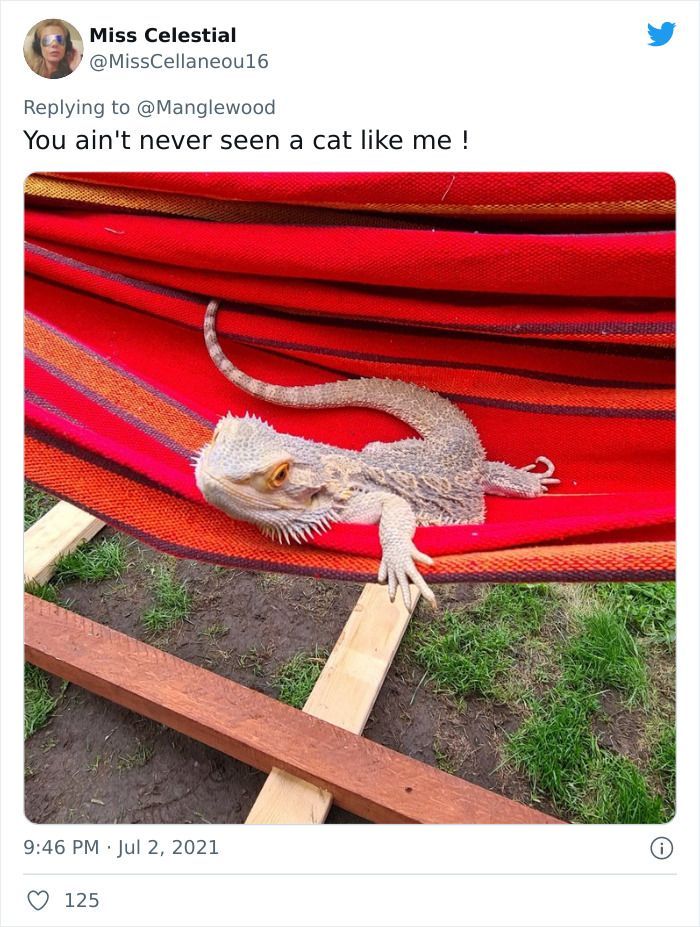 Twitter User Shared 14 Historical Photos Of Cats Chilling In Their Tiny Hammocks Aboard Naval Ships