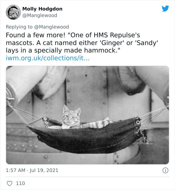 Twitter User Shared 14 Historical Photos Of Cats Chilling In Their Tiny Hammocks Aboard Naval Ships
