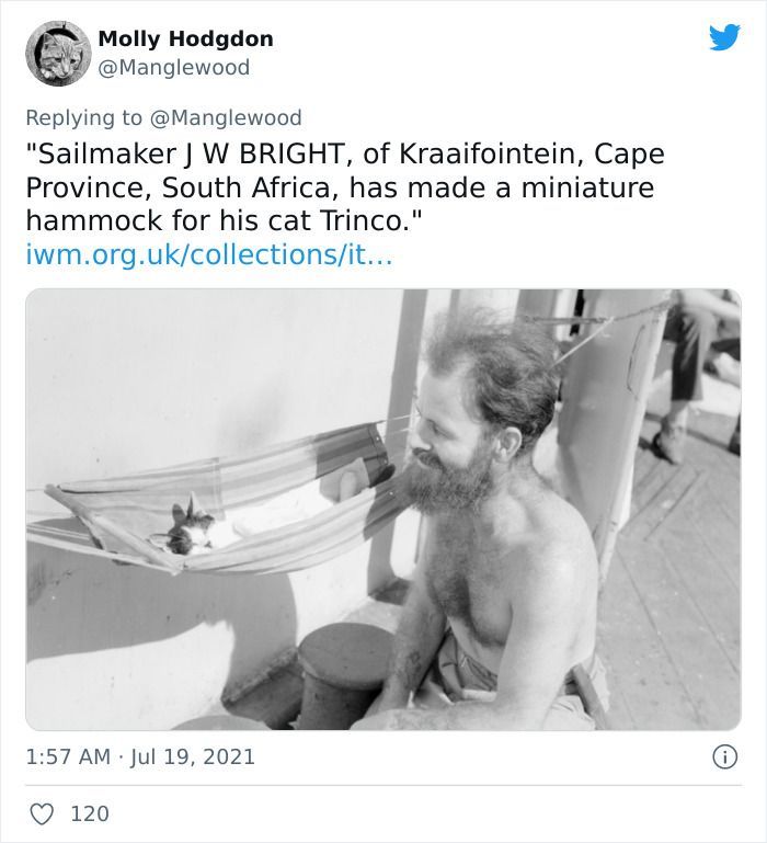 Twitter User Shared 14 Historical Photos Of Cats Chilling In Their Tiny Hammocks Aboard Naval Ships