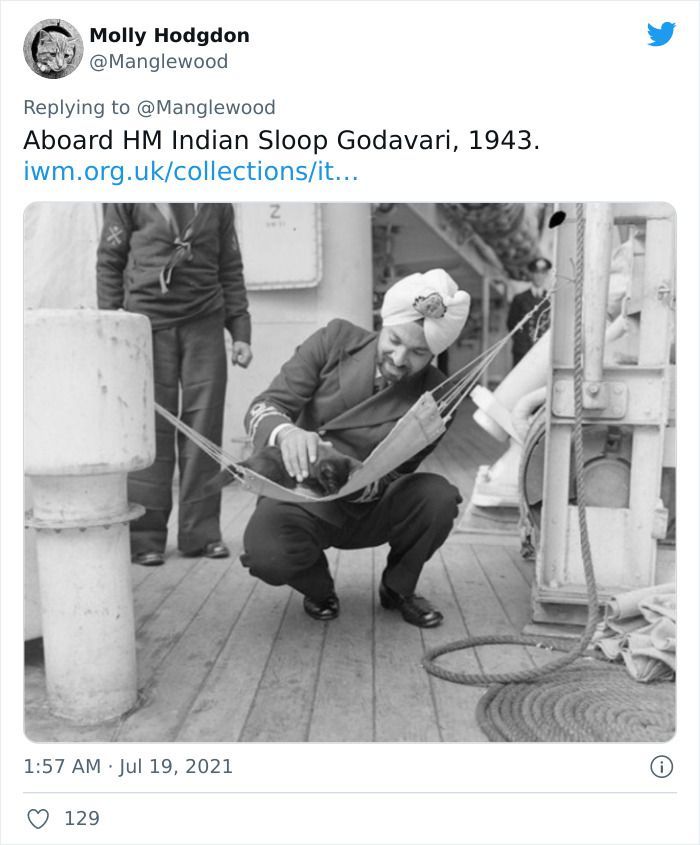 Twitter User Shared 14 Historical Photos Of Cats Chilling In Their Tiny Hammocks Aboard Naval Ships