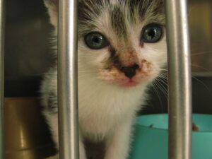 bezdomny kociak w klatce w schronisku