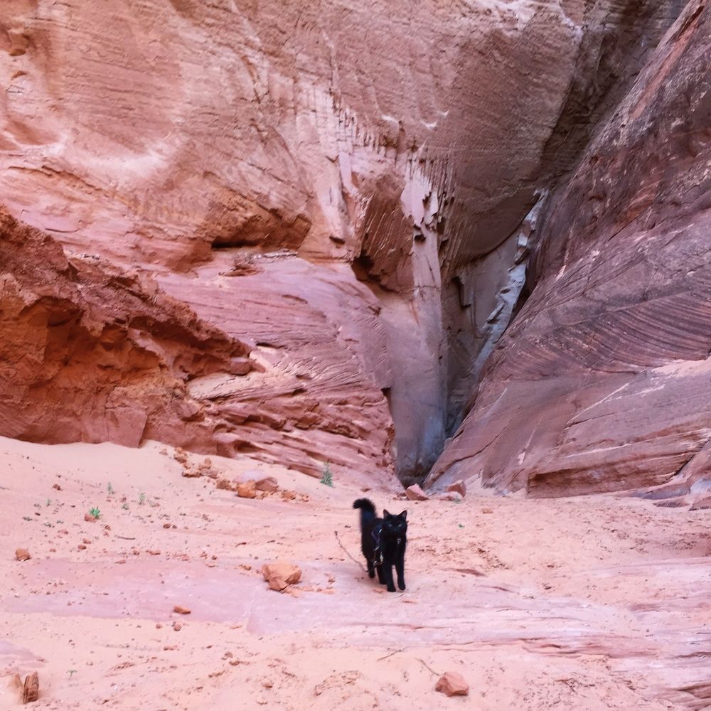 czarny kot wspina się w górach