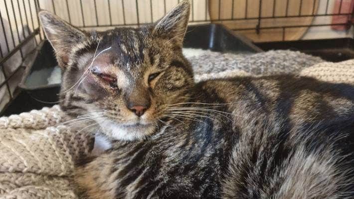 W Nowej Zelandii strzelają do kotów - Eddy