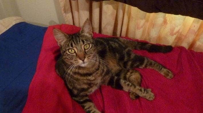 W Nowej Zelandii strzelają do kotów - Vinny