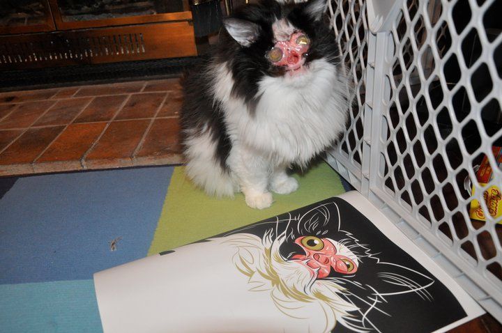 chase no face kot bez twarzy