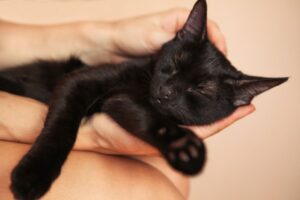 17 listopada dzień czarnego kota