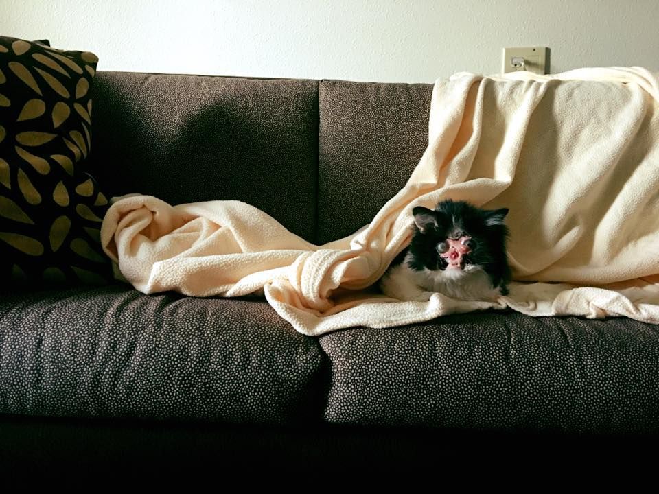 chase no face kot bez twarzy