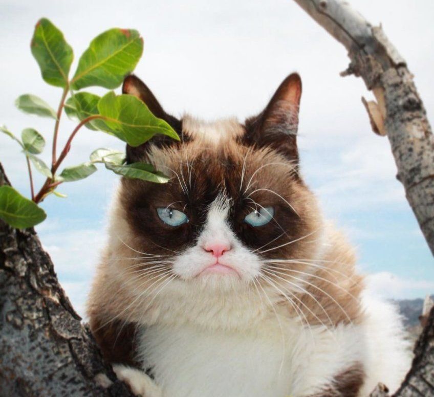 Grumpy cat