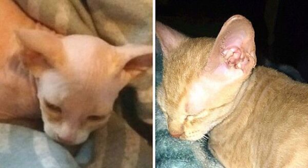 ogolony kot jak sfinks