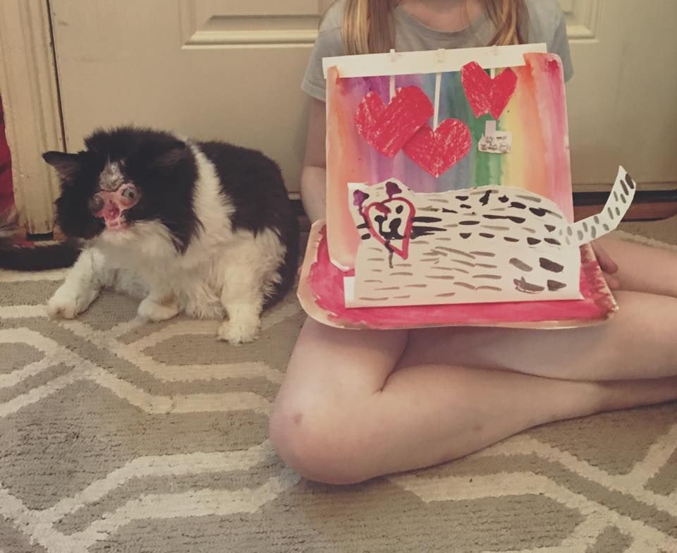 chase no face kot bez twarzy