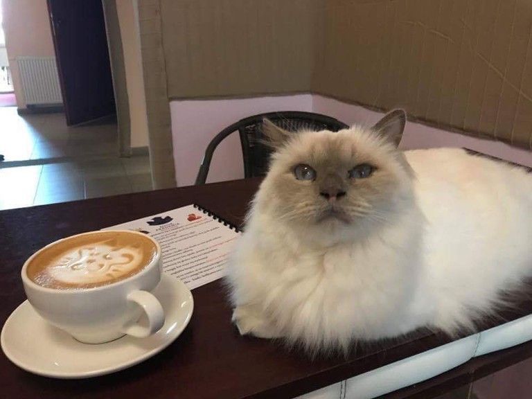 19665480_1095341913942821_4155353791656549767_n