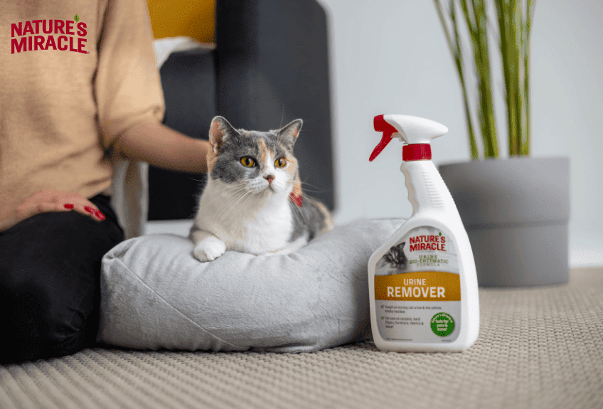 czy środki odplamiające są bezpieczne dla kotów