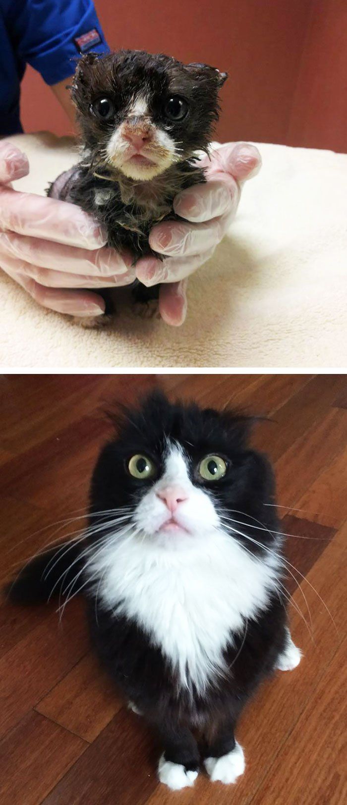 kot uratowany z pożaru