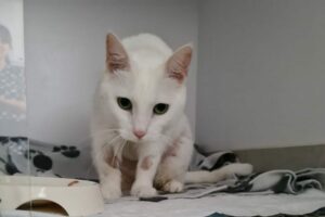 wakacyjny koszmar kotów