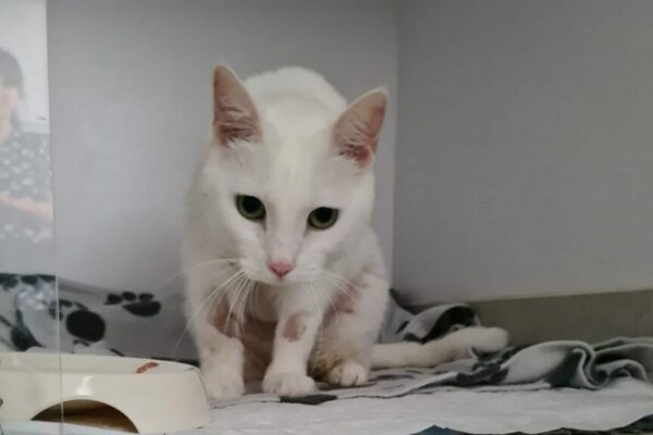 wakacyjny koszmar kotów